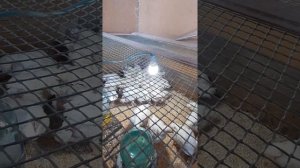 Цыплята бройлеров мокрые, лысеют и дохнут! что делать?