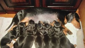 Первый помёт, Сони.Часть-№3.First litter, Sonya.№3