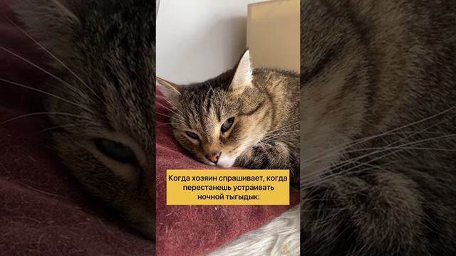 Тыгы-дык. И что в этом не так? А??? #cat #котикитакиекотики #пробаланс смотреть онлайн