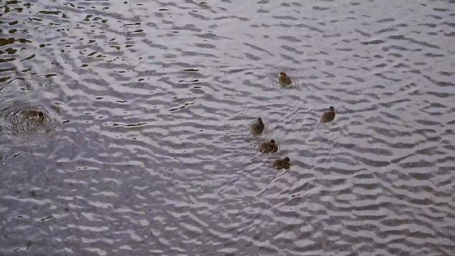 Р. Монастырка, утка с утятами смотреть онлайн