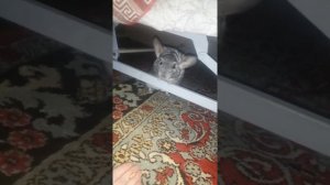 Шиншилла под диваном