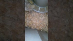 Цыплята -бройлеры  .Как ухаживать за 2-х недельными цыплятами .