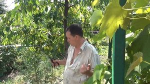 Почему сохнет черешня? Виновник Я!.