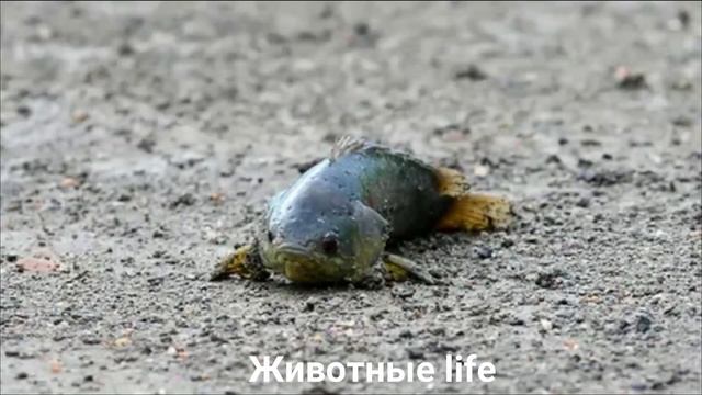 АНАБАС?/Животные Life/Рыбы/Животные/Интересные факты