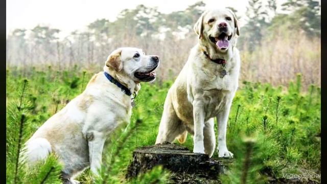 О ПОРОДЕ ЛАБРАДОР-РЕТРИВЕР//HAPPY PETS