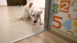 Провинившиеся собаки подборка.mp4