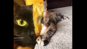 Двуликая кошка Венера ^.^