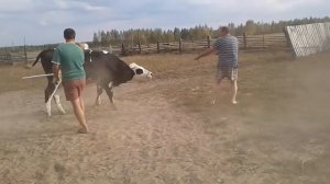 ЗАБОЙ БЫКА