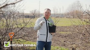 Особенности посадки голубики