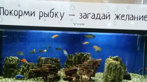 Сочинский ж/д вокзал.Забава для пассажиров - "Покорми рыбку-загадай желание". 🐟