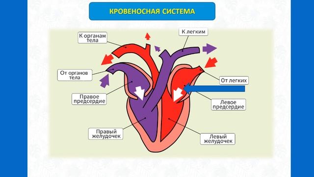 Тип Хордовые. Тема 37. Особенности внутреннего строения птиц смотреть онлайн