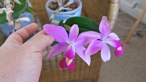 Cattleya violacea, an amazingly colorful and fragrant orchid with violet-purple flowers