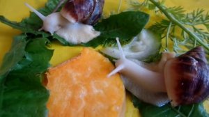 Улитка ахатина ретикулята (альбиносы) - Achatina reticulata (albino body)  Мои новые питомцы