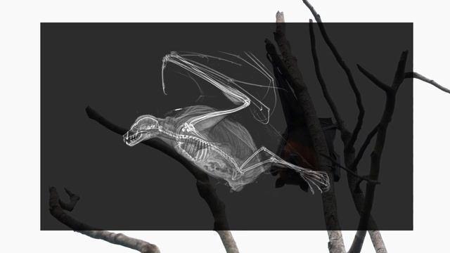 Amazing X-rays of animals from Oregon Zoo. | Ball python | Flying Fox | Chameleon | Toucans