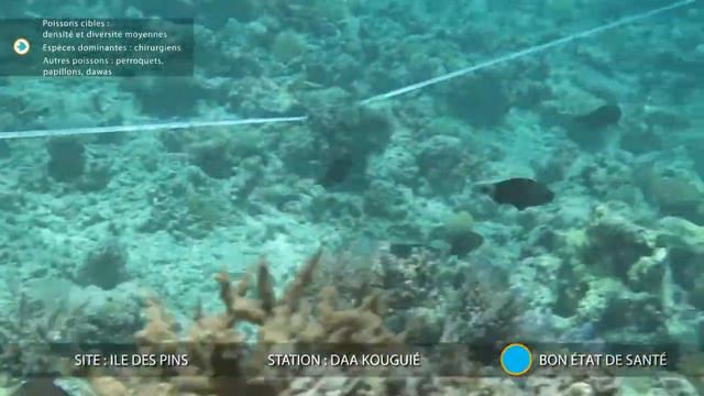 Les récifs de l'île des Pins - Bilan 2014 du suivi participatif ACROPORA смотреть онлайн