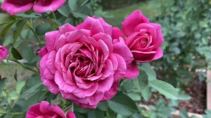 Rose - Queen of Elegance