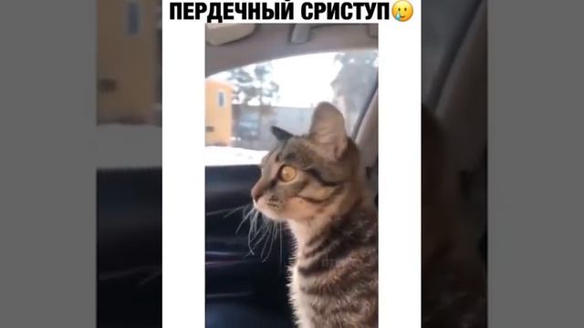 Правда кот