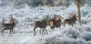 Зимние пейзажи и прекрасная музыка.Зимняя сказка. Времена года. Зимний лес .