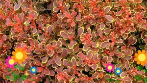 Барбарис тунберга Голден Руби. Краткий обзор, описание характеристик berberis thunbergii Golden Rub