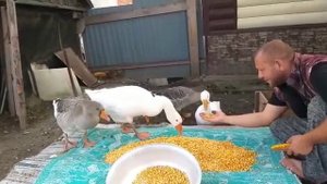 Гуси любят кукурузу