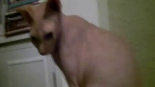 Chaminuka the orphaned Cape Pangolin смотреть онлайн