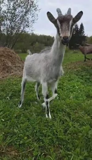 Козлята Gone Wild: Вечеринка на козьем дворе.