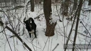 Охота с лайкой , пошли за куницей добыли норку !!