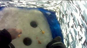 Ротан монстр гигант 37 см \ Как поймать зимой ротона!!!??? \