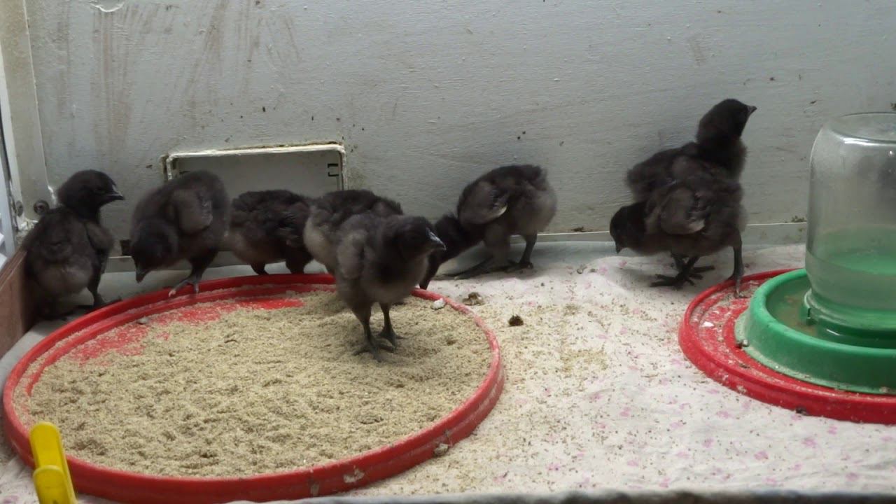 Цыплята Аям Чемани и перепела инкубировались в одном инкубаторе