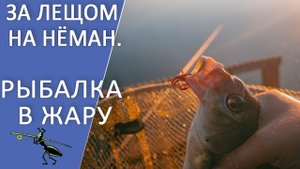 Рыбалка на фидер. За лещом на Нёман. Ловим в жару!