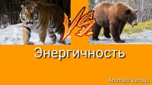 Амурский тигр Vs Гризли
