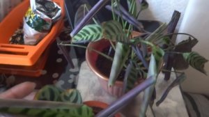 Цветы в моем доме. Комнатные растения. Спасение Калатеи из уценки.