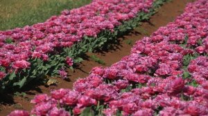 Mascotte - Tulip ???  vdqbulbs.com.au