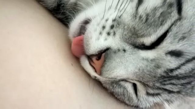 Что снится коту... что-то интересное))) смотреть онлайн