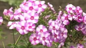 Флоксы. Многолетние цветы.