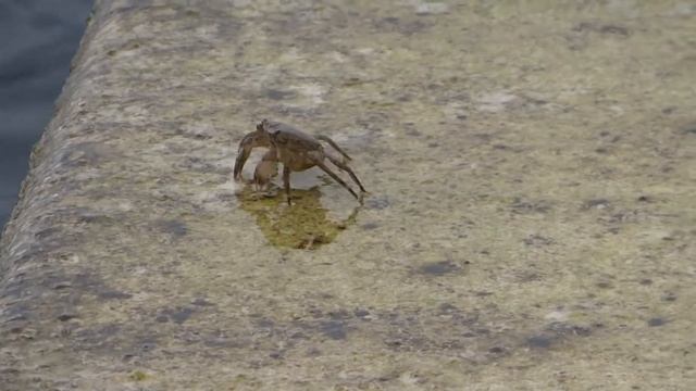 Морской орган в Хорватии смотреть онлайн