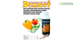 ВЕЛЛСЕТ - УНИКАЛЬНЫЙ БИОСТИМУЛЯТОР, УВЕЛИЧИВАЕТ КОЛИЧЕСТВО ЦВЕТОВ И ПЛОДОВ! #агробизнес #удобрения