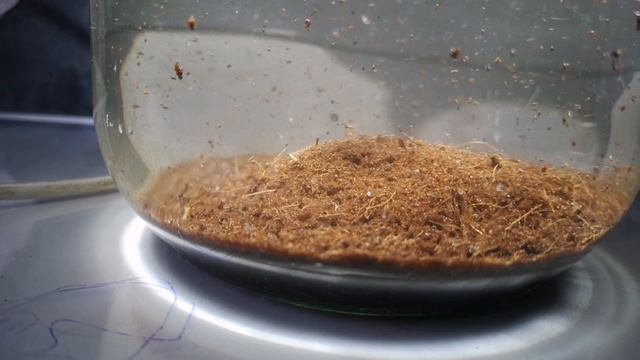 Залил икру Афиосемиона Гарднера и получил Это !? смотреть онлайн