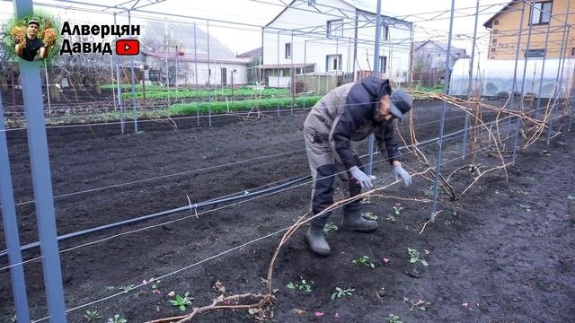 Обрезка и формировка столового винограда молодых и взрослых кустов ✂️