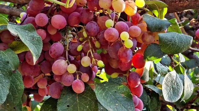 Фаршированная Роза Азербайджанская Кухня Деревенская Кухня Рецепты бабушки