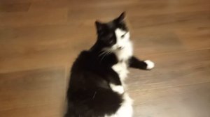 Юма. Юмка. Юмча хрюмча. История спасения.