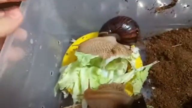 мои улитки ахатиныи  ??? смотреть онлайн