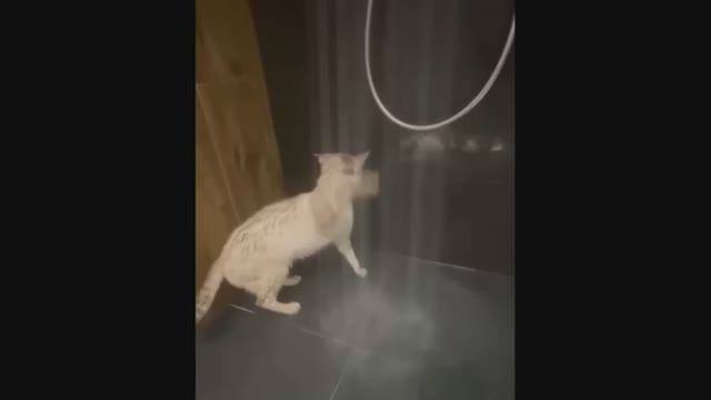 забавные и смешные кошки и собаки 63