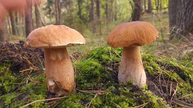 Porównanie: Borowik usiatkowany (Boletus reticulatus) vs. Borowik szlachetny (Boletus edulis) смотреть онлайн