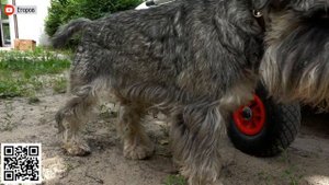 Транцевые колеса на надувную лодку без транца. Не порви баллоны!