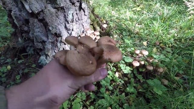 ❗ГРИБНОЙ ЛЕС ИЗ ОСЕННИХ ОПЯТ В ПОДМОСКОВЬЕ.?Опёнок осенний