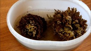 плаун селагинелла чешуелистная(Иерихонская роза)