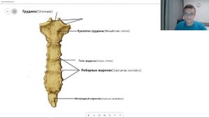 Анатомия ГРУДИНЫ STERNUM на русском и латинском строение | Остеология