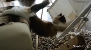 Как кот научился пользоваться своим гамаком 