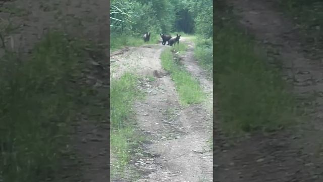 Три медведя. Уже под Читой